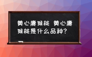 黄心猕猴桃 黄心猕猴桃是什么品种？