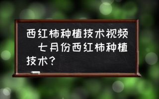 西红柿种植技术视频(七月份西红柿种植技术？)