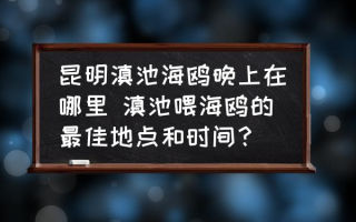 昆明滇池海鸥晚上在哪里 滇池喂海鸥的最佳地点和时间？