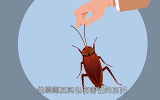 蟑螂最怕什么?