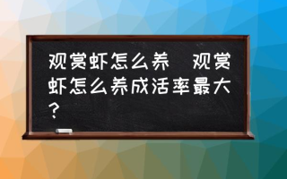 观赏虾怎么养(观赏虾怎么养成活率最大？)