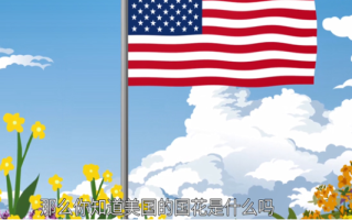 美国国花是什么花