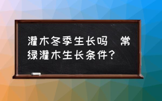 灌木冬季生长吗(常绿灌木生长条件？)