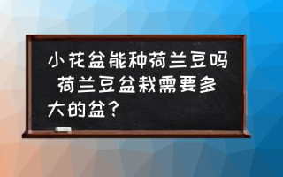 小花盆能种荷兰豆吗 荷兰豆盆栽需要多大的盆？