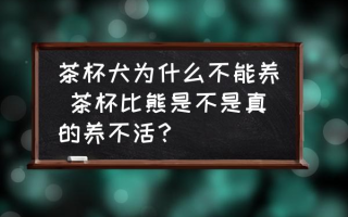 茶杯犬为什么不能养 茶杯比熊是不是真的养不活？