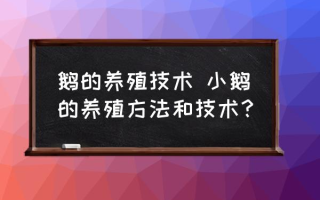 鹅的养殖技术 小鹅的养殖方法和技术？