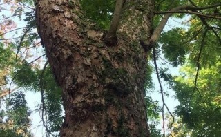 黄花梨怎么鉴别（海南黄花梨怎么鉴别）