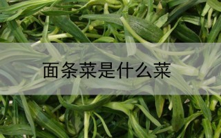 面条菜是什么菜