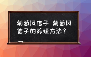 葡萄风信子 葡萄风信子的养殖方法？